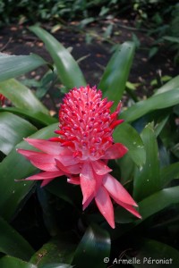 Guadeloupe Août 2015-02791   